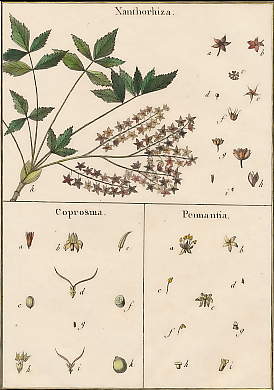 Xanthorhiza, Coprosma, Pennantia