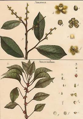 Amanoa, Amaranthus