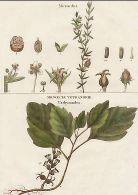 Micranthea, Pachysandra