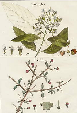 Landolphia, Colletia