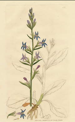 Lobelia Urens, Acrid Lobelia