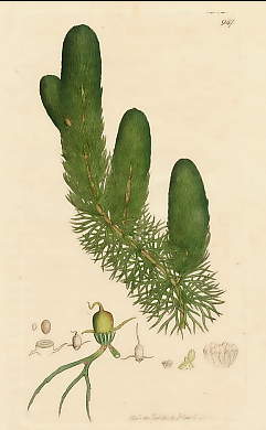 Ceratophyllum Demersum, Common Hornwort