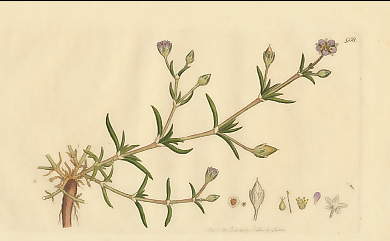 Arenaria Marina, Sea Spurrey-Sandwort