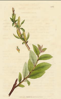 Salix Venulosa, Veiny-Leaved Willow