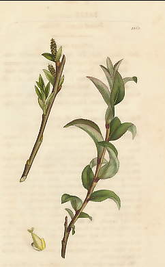 Salix Carinata, Folded-leaved Willow