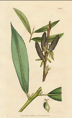 Salix Forbiana, Basket Osier