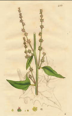 Atriplex Patula, Spreading Halberd-leaved Orache