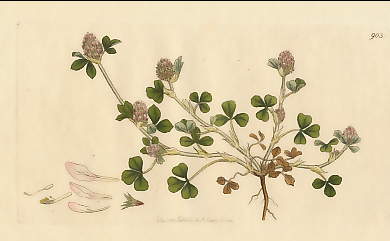 Trifolium Scabrum, Rough Trefoil