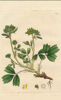 Sibbaldia Procumbens, Procumbent Sibbaldia