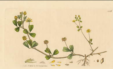 Trifolium Filiforme, Slender Yellow Trefoil