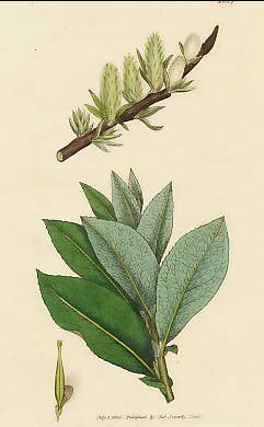 Salix Malifolia, Apple-Leaved Willow