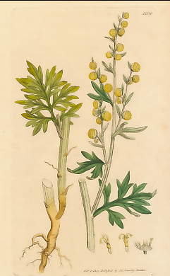 Artemisia Absinthium, Common Wormwood