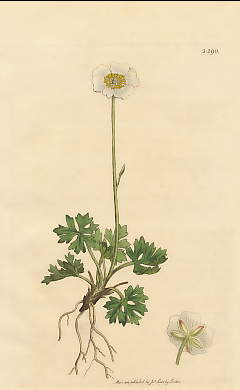 Ranunculus Alpestris, Alpine White Crowfoot