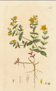 Hypericum Humifusum, Trailing St. John´s Wort