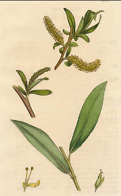 Salix Alba, Common White Willow