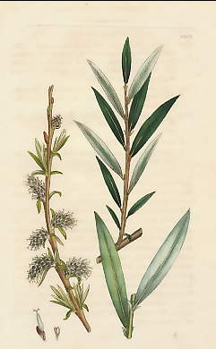 Salix Rosmarinifolia, Rosemary-Leaved  Willow