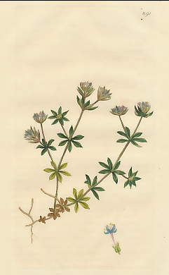 Sherardia Arvensis, Blue Sherardia