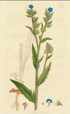 Lycopsis Arvensis, Small Bugloss