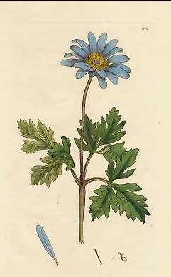 Anemome Apennina, Blue Mountain Anemone