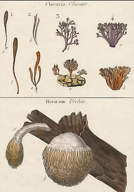 Clavaria (Clavaire), Hericius (Urchin)