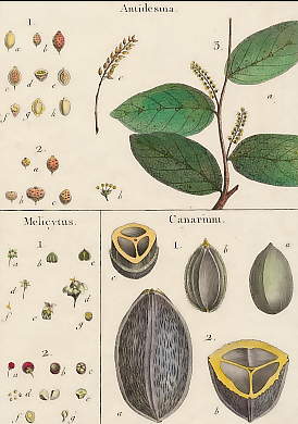 Antidesma, Melicytus, Canarium
