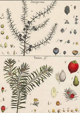 Juniperus, Taxus (If)
