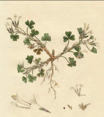 Trifolium Subterraneum, Subterraneous Trefoil