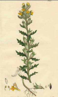 Bartsia Viscosa, Yellow Viscid Bartsia