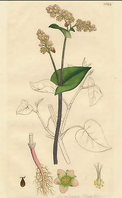 Polygonum Fagopyrum, Buck-wheat