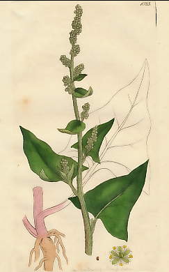 Chenopodium Bonus Henricus, Perennial Goosefoot
