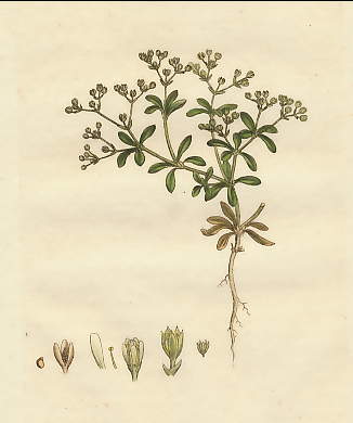 Polycarpon Tetraphyllum, Four-Leaved All-feed