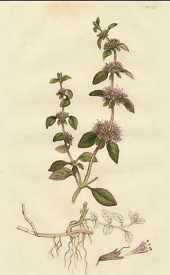 Mentha Pulegium, Penny-royal