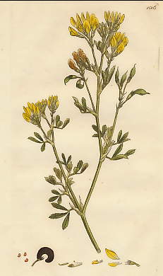 Medicago Falcata, Yellow Medick
