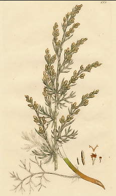 Artemisia Maritima, Sea Wormwood