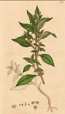 Parietaria Officinalis, Pellitory of the Wall