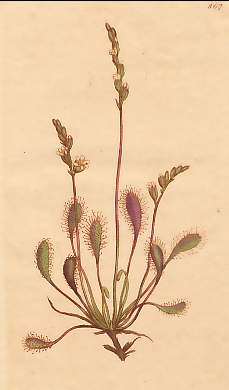 Drosera Rotundifolia, Round-leaved Sun-dew