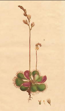 Drosera Longifolia, Long-leaved Sun-dew