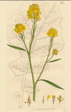 Sinapis Nigra, Common Mustard