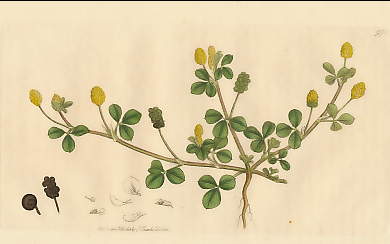 Medicago Lupulina, Black Medick or Nonesuch