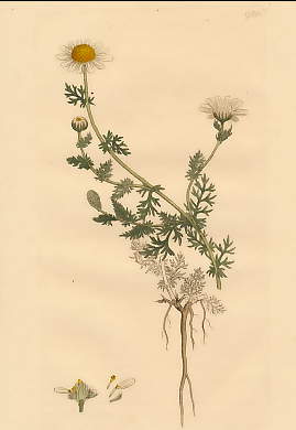 Anthemis Nobilis, Common Chamomile