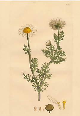 Pyrethrum Maritimum, Sea Feverfew