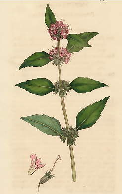 Mentha Acutifolia, Fragrant Sharp-leaved Mint