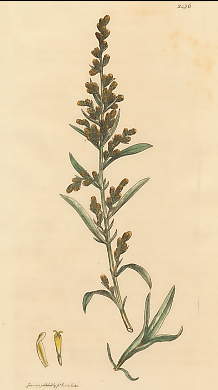 Artemisia Caerulescens, Blueish Mugwort