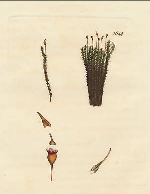 Grimmia Acuta, Sharp-pointed Grimmia