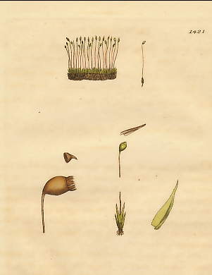 Grimmia Nuda, Naked Grimmia
