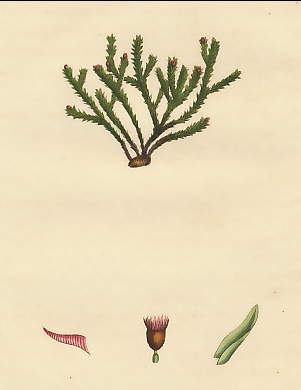 Grimmia Rivularis, River Grimmia