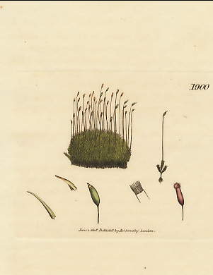 Grimmia Homomalla, Pale Curled Grimmia