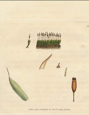 Grimmia Lanceolata, Lanceolate Bearded Grimmia