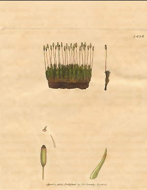 Grimmia Recurvirostra, Blunt Curve-beaked Grimmia