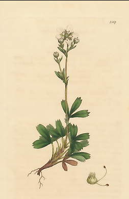 Potentilla Tridentata, Trisid-leaved Cinquefoil